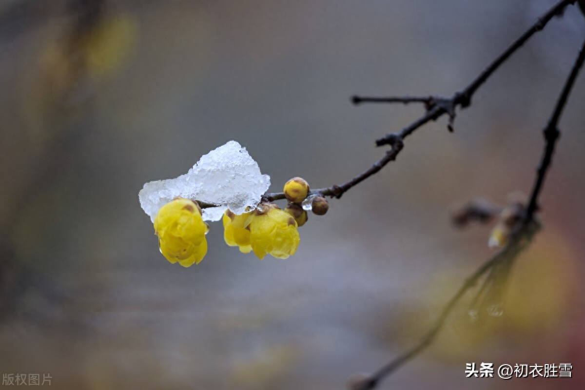 腊月腊梅优美古诗词六首（依然色尚黄，雪中开更奇）