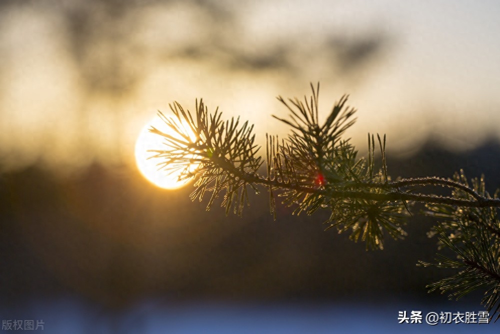 仲冬小至美诗五首赏析（至日将添线，梅梢破玉无）