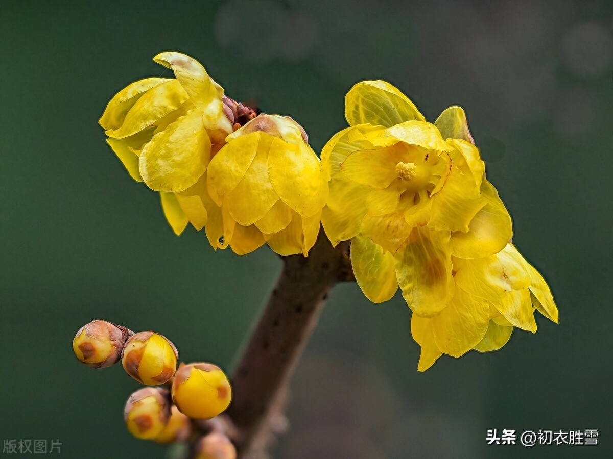 赞美腊梅唯美古诗词（腊梅古诗七首）