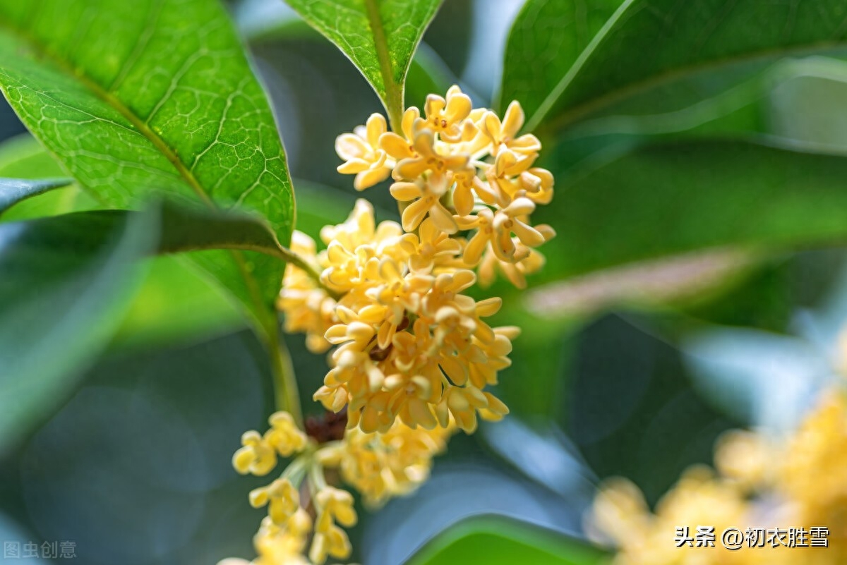 桂花唯美诗词大全（诗词六首桂花香）