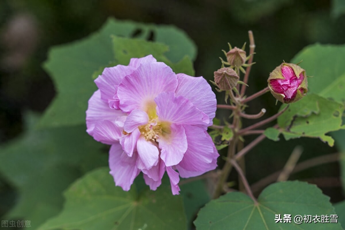 秋分节气优美古诗六首赏析（寒暑喜均平，欢喜入秋分）