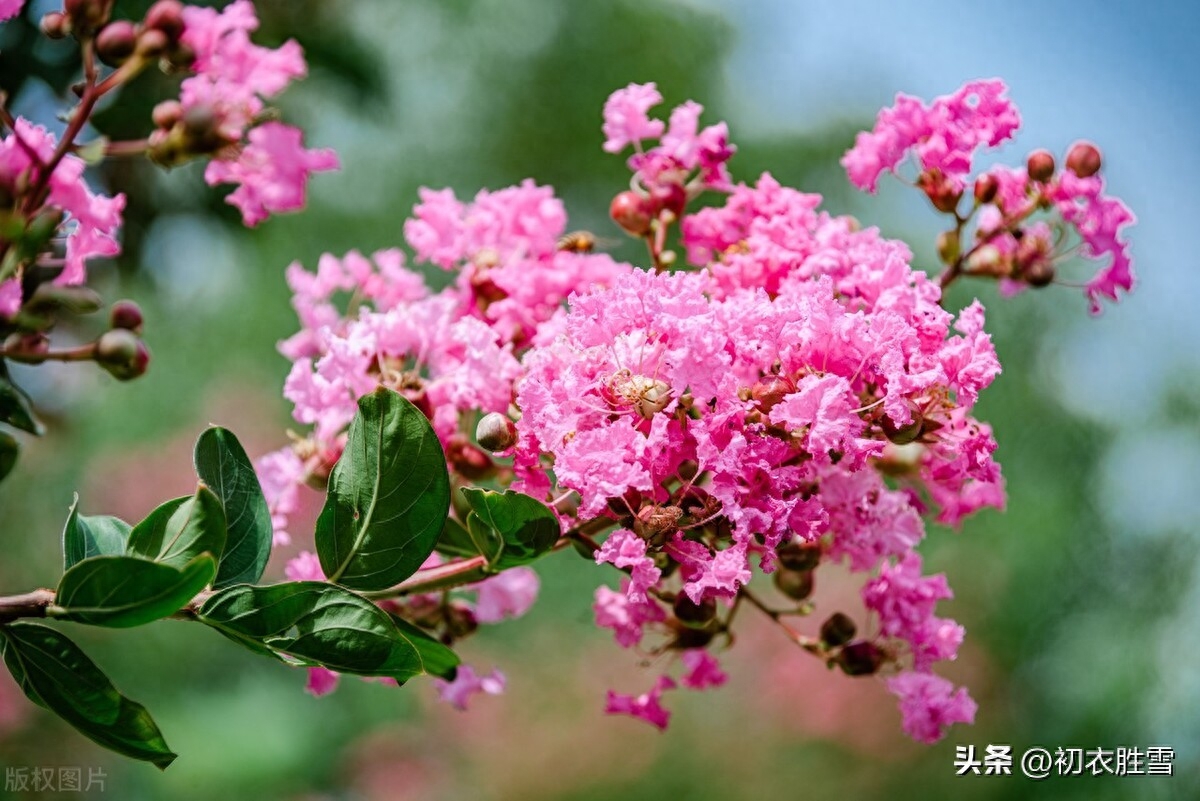 清新秋色紫薇八首赏析（紫薇开最久，新花发故枝）