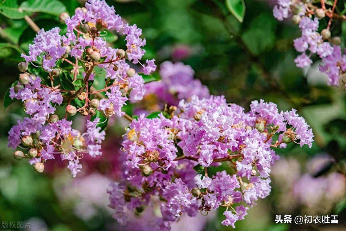 清新秋色紫薇八首赏析（紫薇开最久，新花发故枝）