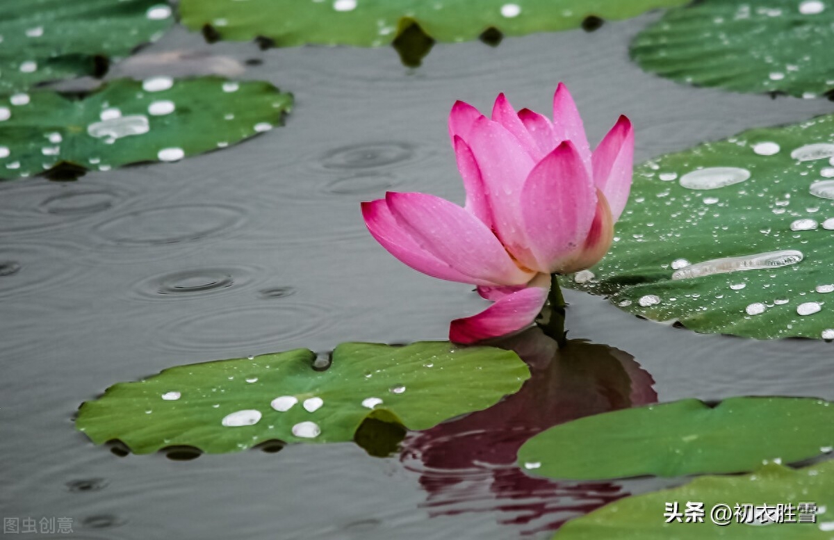 仲秋八月秋雨美诗五首（过山秋雨响临池，秋雨新晴水自波）