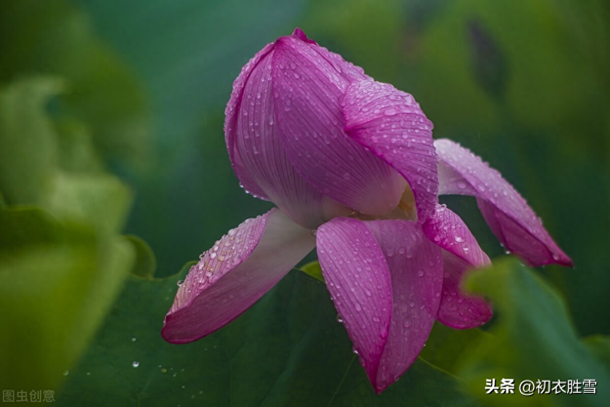 ​杨万里秋热唯美古诗七首（不道去年秋不热，今年秋热去年无）