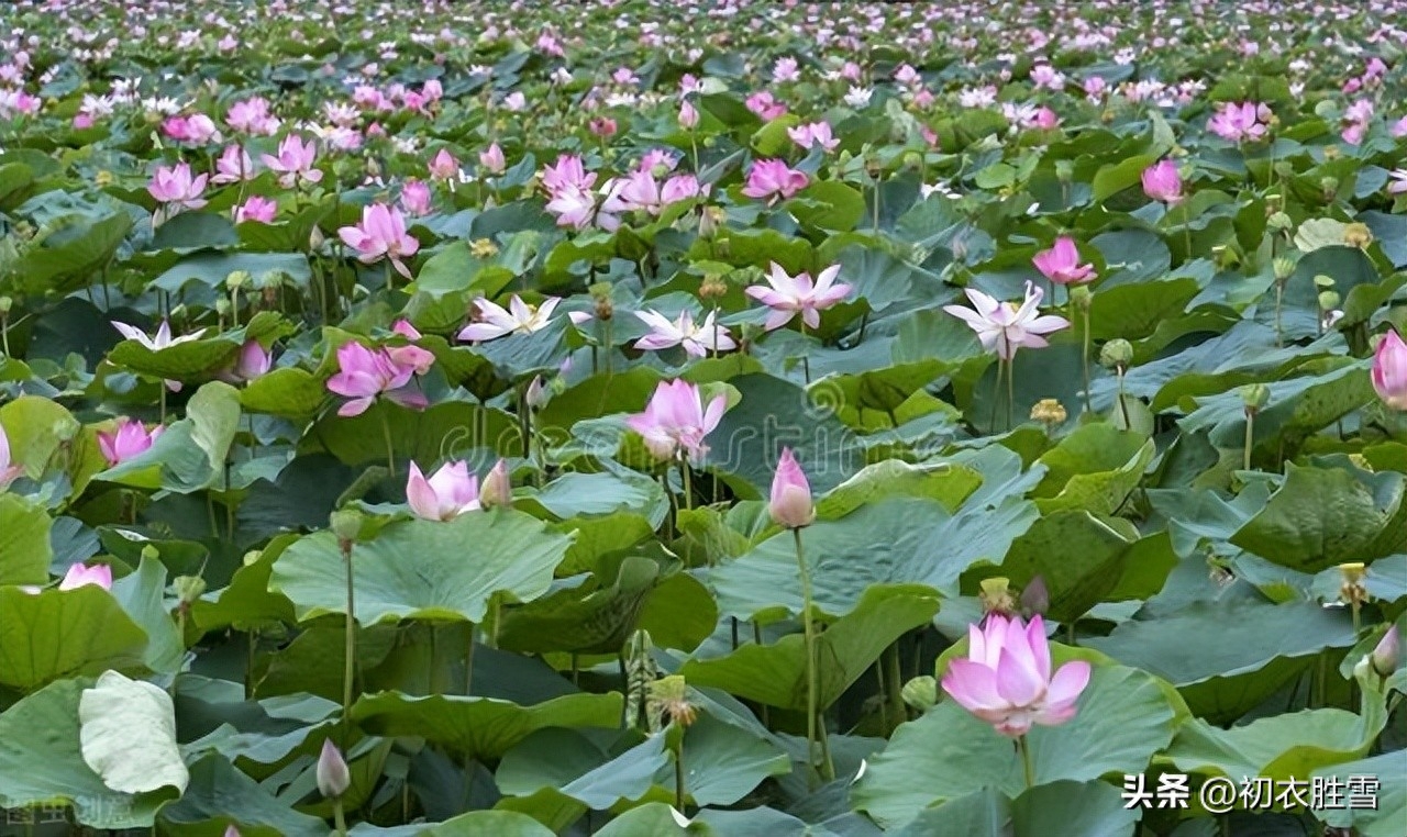 立秋节气唯美古诗七首赏析（倏忽徂炎罢，又遇立秋时）