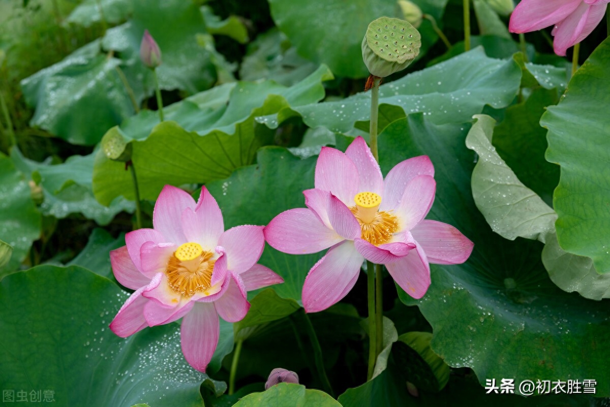 七夕诗词浪漫诗句（七夕金风玉露诗词四首）