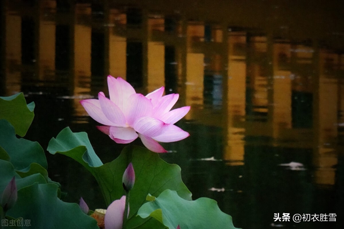 芙蓉唯美诗词有哪些（秋花芙蓉美诗七首）