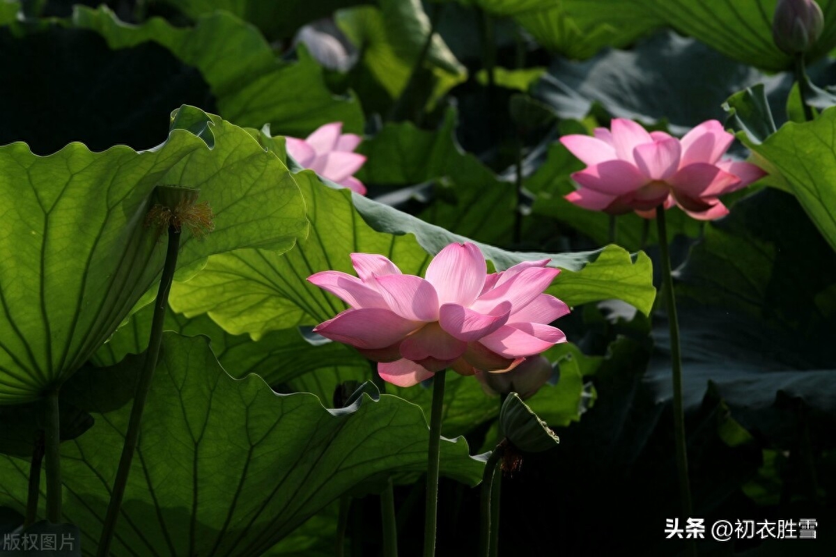 芙蓉唯美诗词有哪些（秋花芙蓉美诗七首）