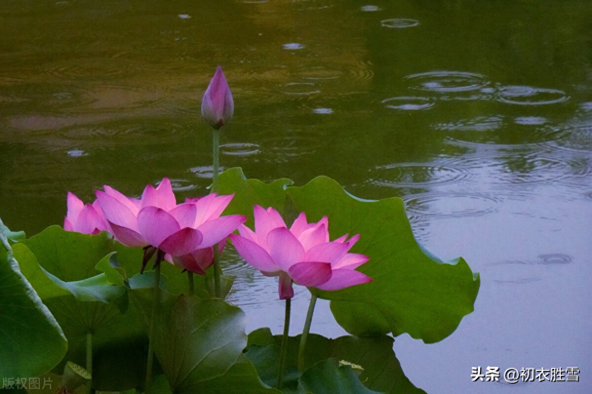 芙蓉唯美诗词有哪些（秋花芙蓉美诗七首）