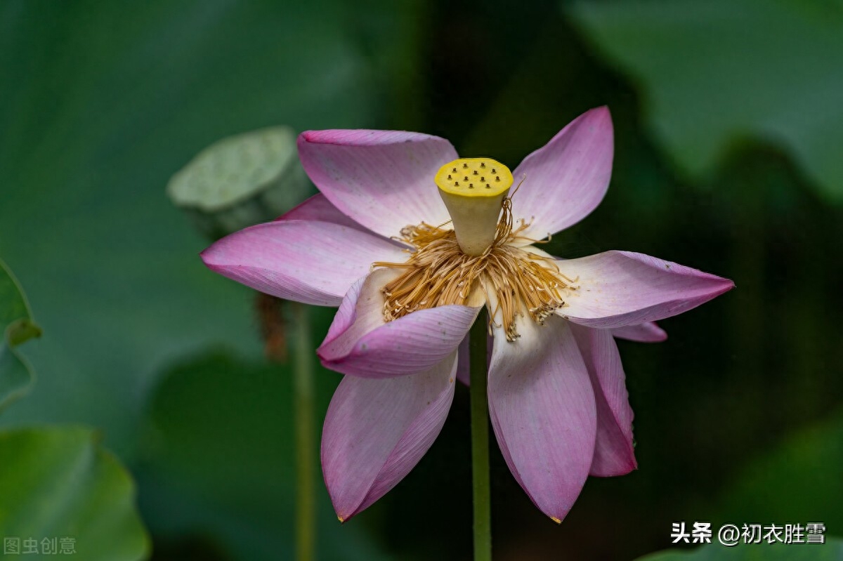 七月唯美诗词名句（农历七月古诗五首鉴赏）