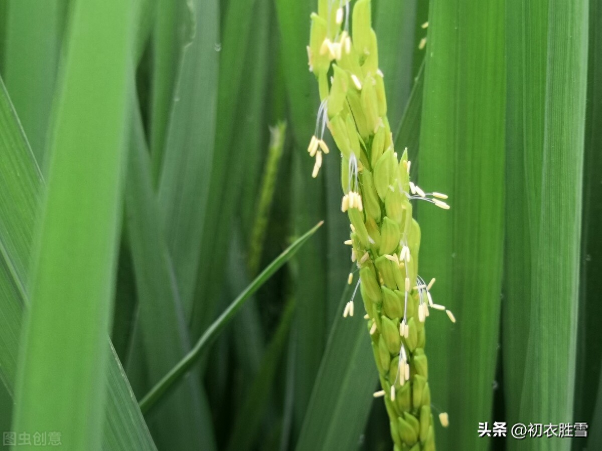 稻花唯美诗词大全（最是稻花莲叶里，乱飞萤火似繁星）