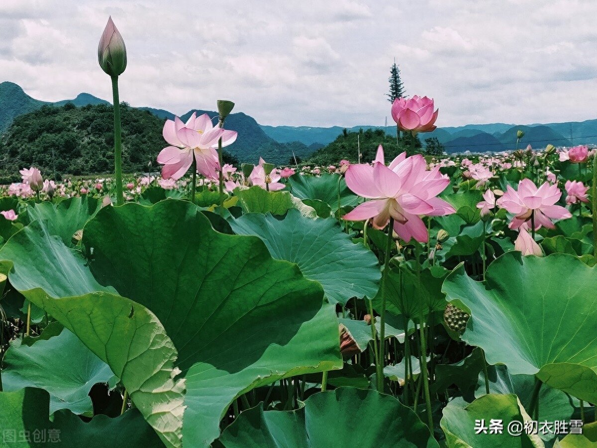 荷花唯美诗词大全（盛夏荷花大气美诗五首）