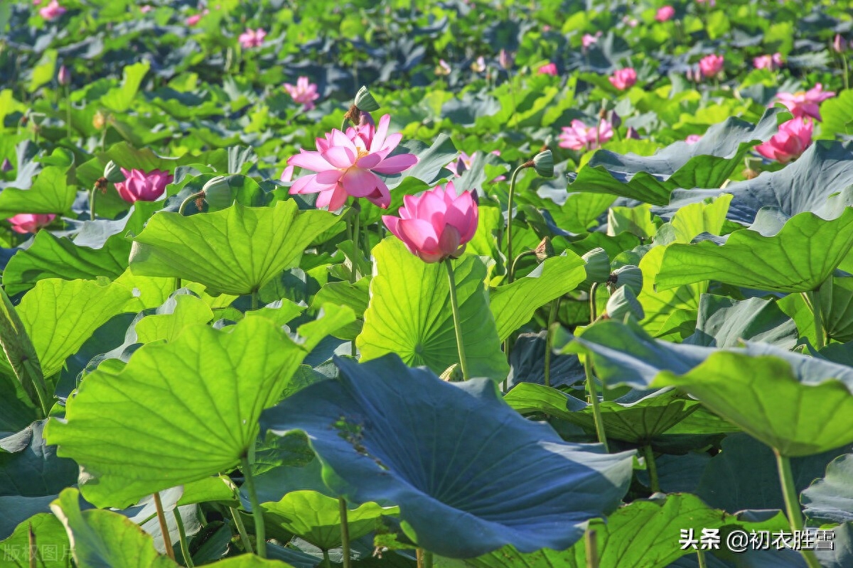 荷花唯美诗词大全（盛夏荷花大气美诗五首）