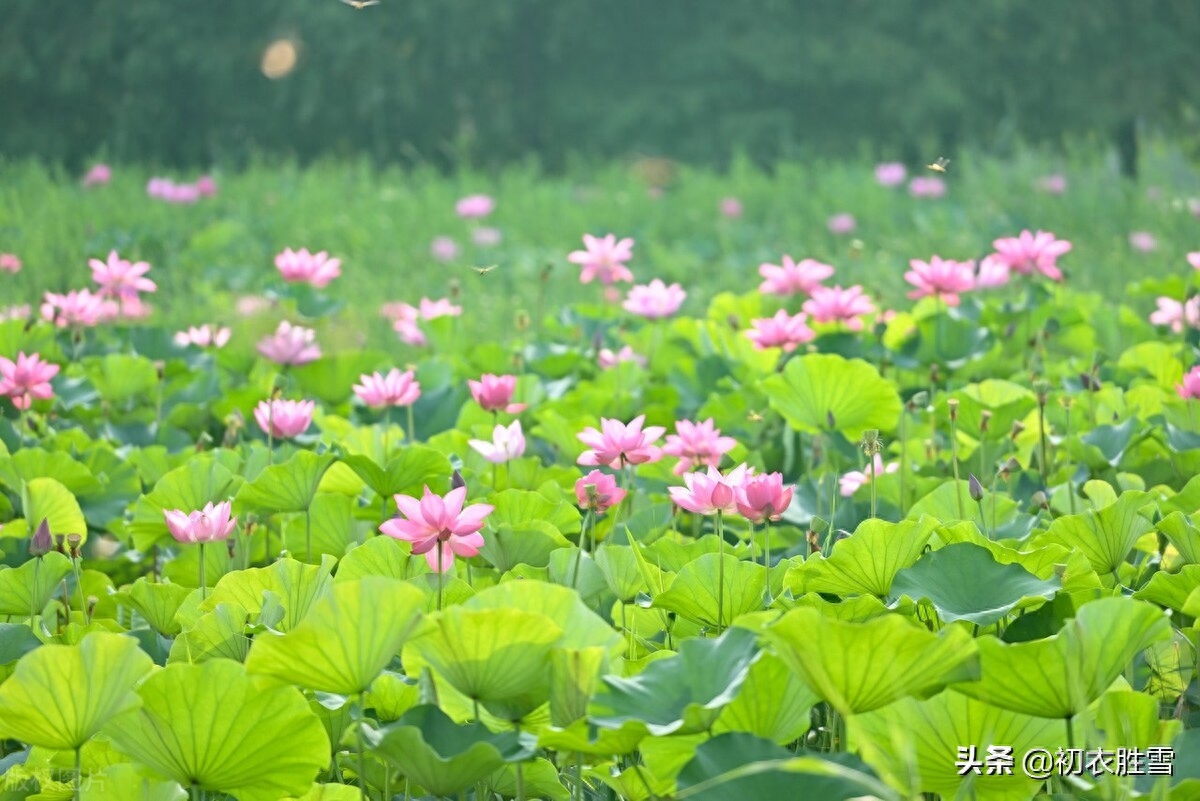 荷花唯美诗词大全（盛夏荷花大气美诗五首）