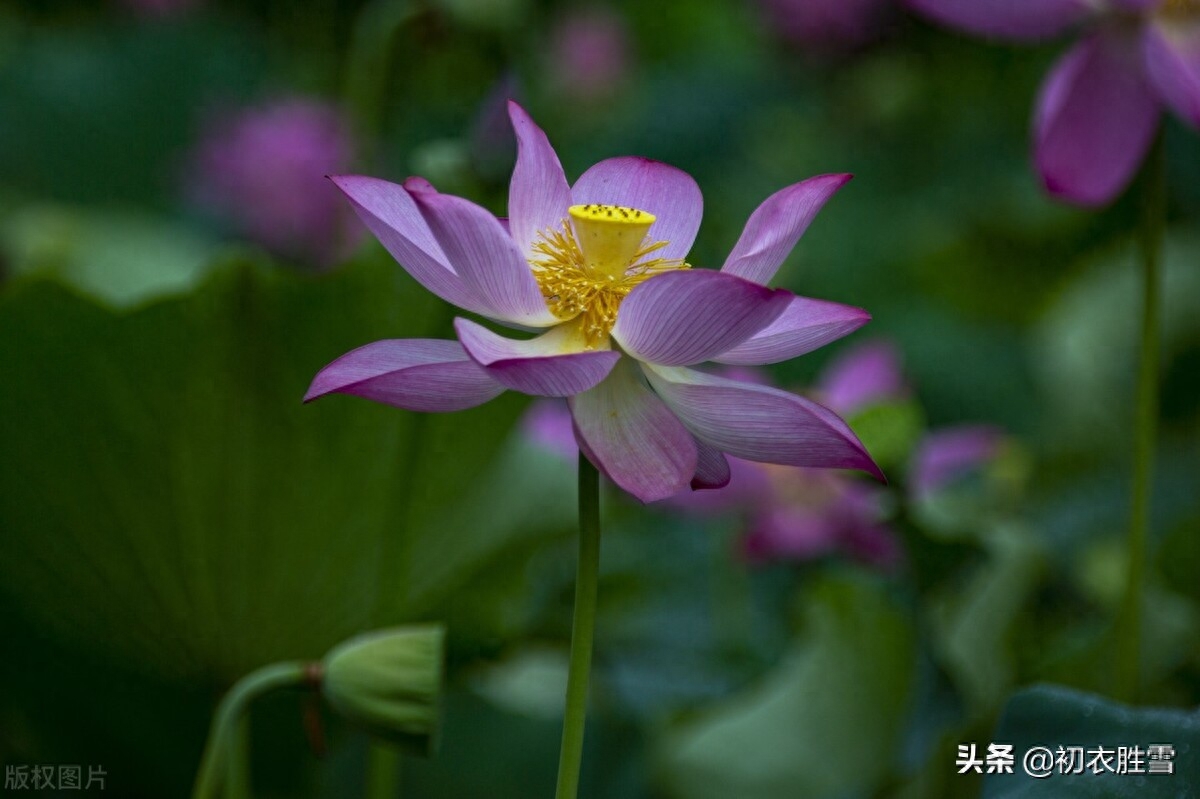 荷花唯美诗词大全（荷花生日诗词四首赏读）