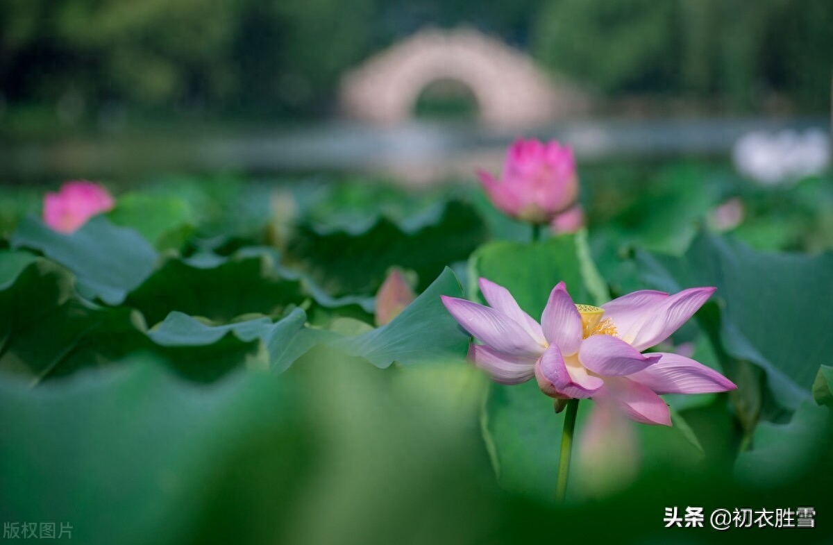 相思唯美诗词大全（荷花深沉相思诗词五首）