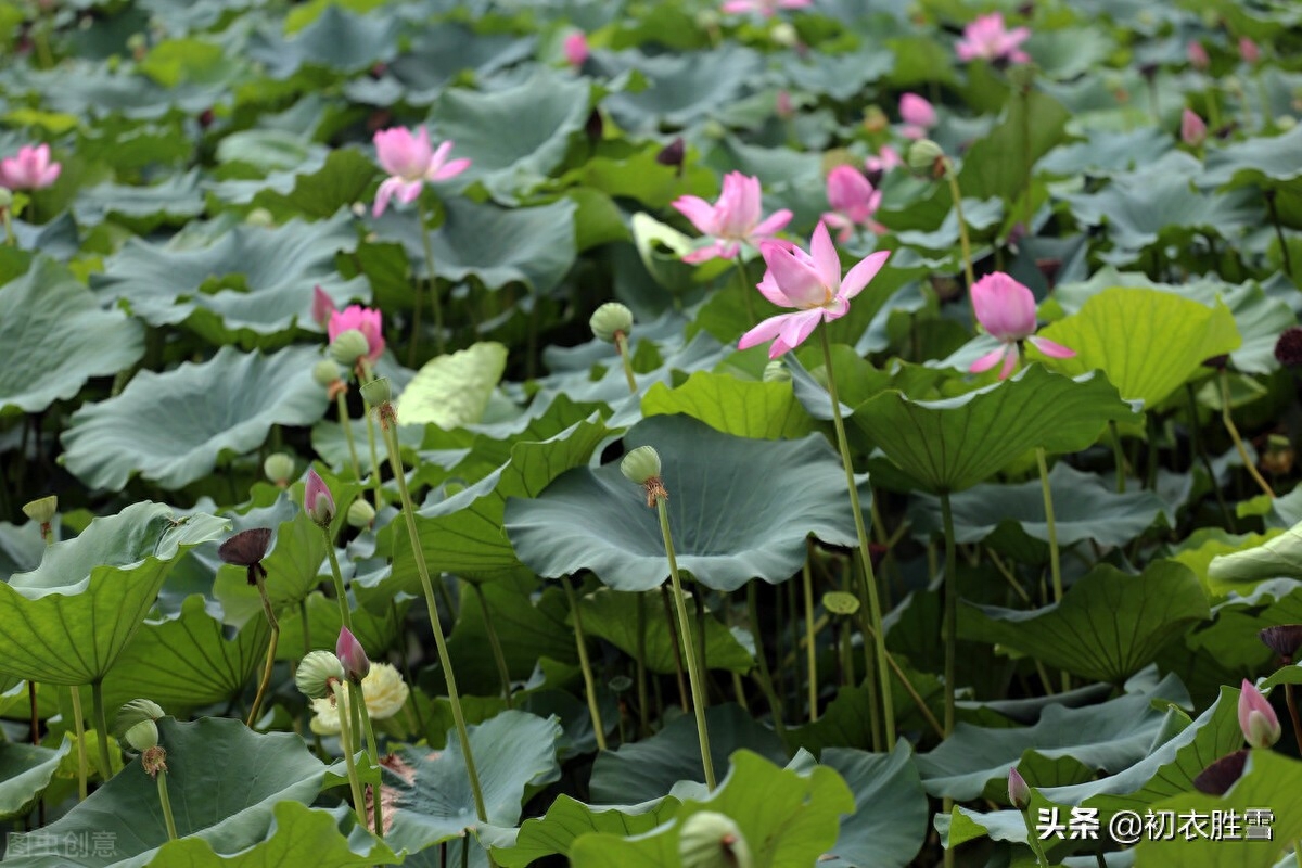 莲蓬唯美诗词大全（季夏莲蓬诗词六首）