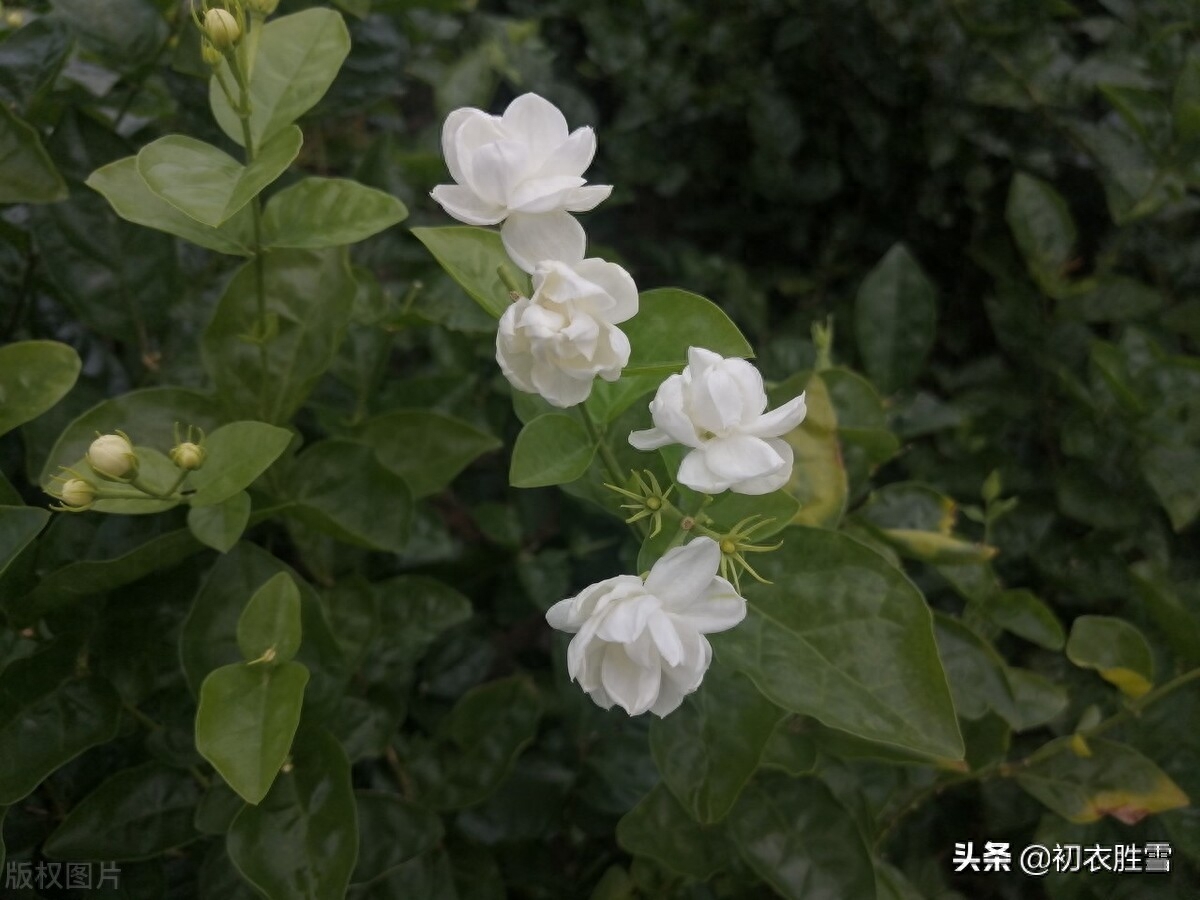 茉莉花唯美的诗词句（六月茉莉花古诗五首）