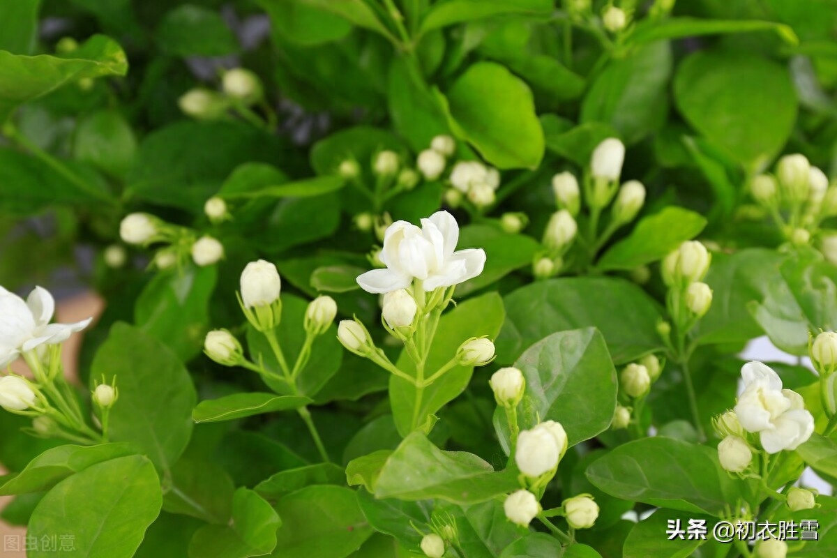 茉莉花唯美的诗词句（六月茉莉花古诗五首）