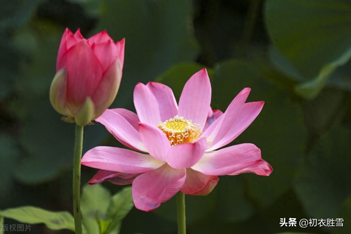 荷花唯美诗词大全（六月唯美荷花五首）