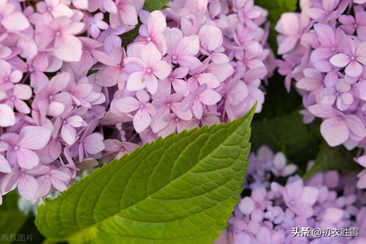 夏花草绣球古诗词五首（紫阳花开，无尽夏）