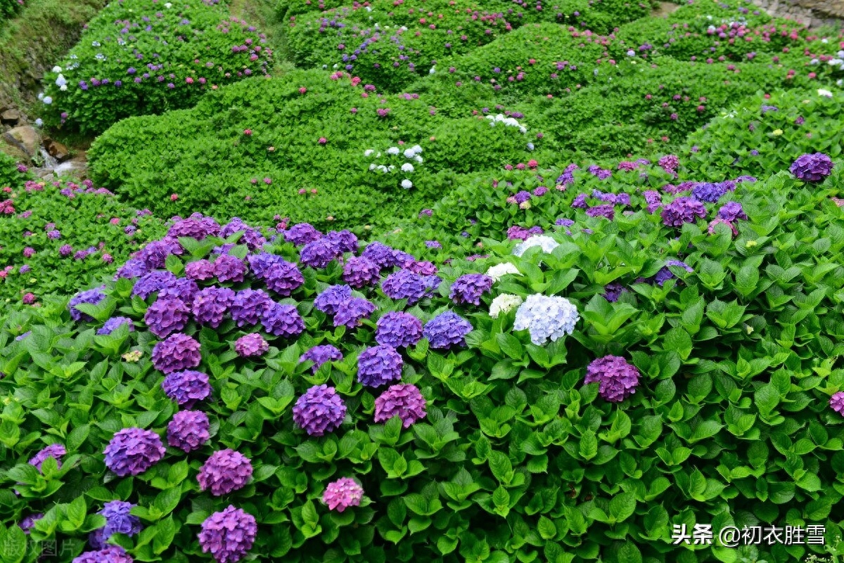 夏花草绣球古诗词五首（紫阳花开，无尽夏）