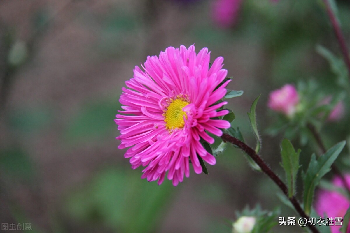 赞美九月菊花七言绝句（盛夏美花五月菊古诗词八首）