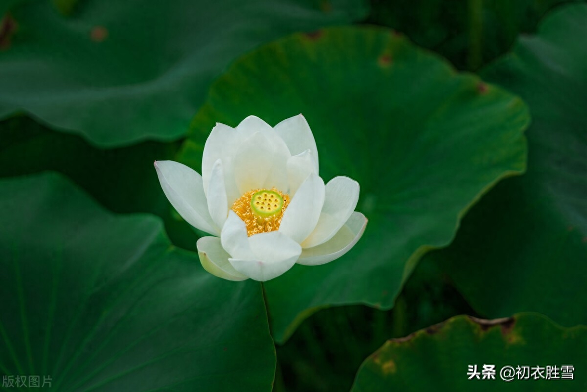 荷花唯美诗词大全（白荷花美诗六首）