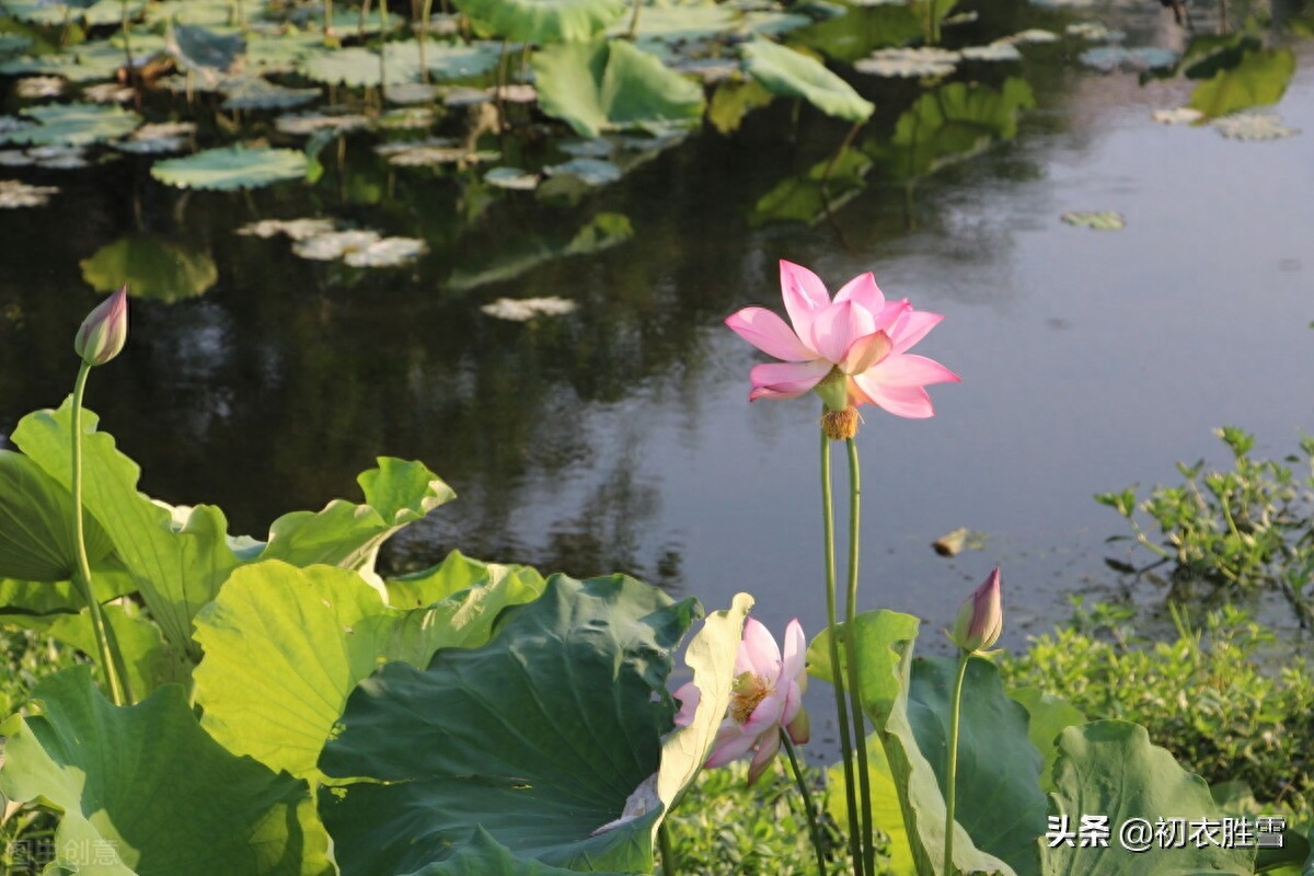 田园唯美诗词有哪些（仲夏田园美诗五首）