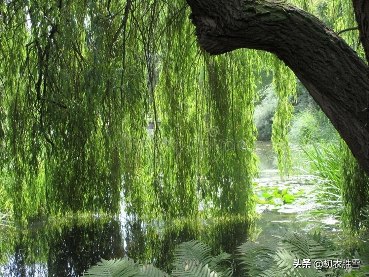 柳树唯美诗词有哪些（仲夏柳树美诗六首）