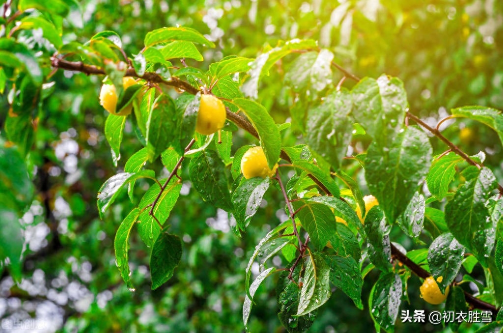 梅雨唯美诗词大全（古诗梅雨季五首）