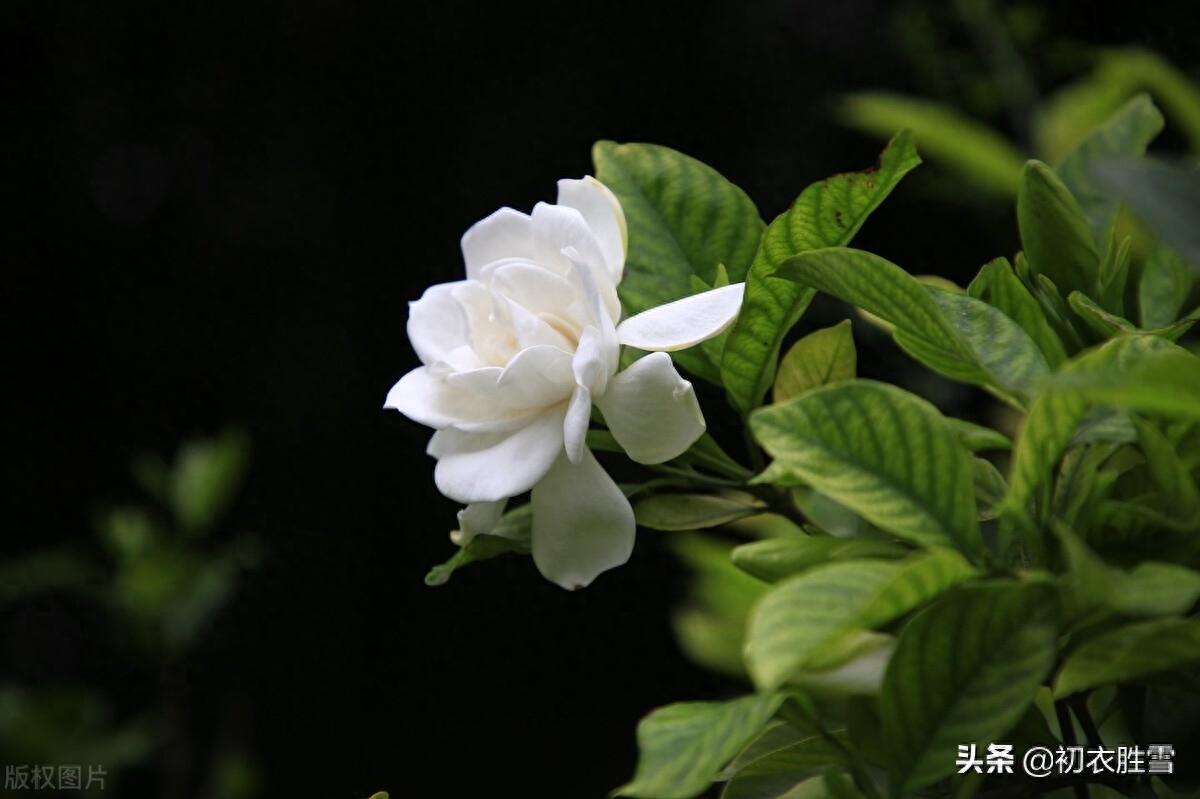 栀子花优美诗词鉴赏（盛夏栀子花美诗五首）