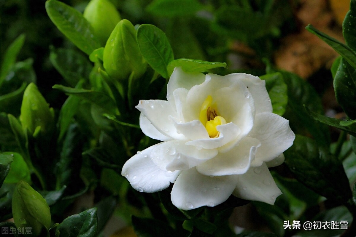 栀子花优美诗词鉴赏（盛夏栀子花美诗五首）