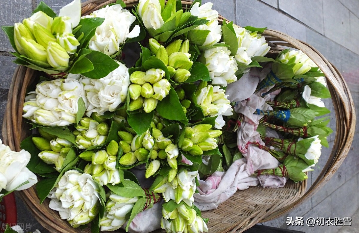 栀子花优美诗词鉴赏（盛夏栀子花美诗五首）