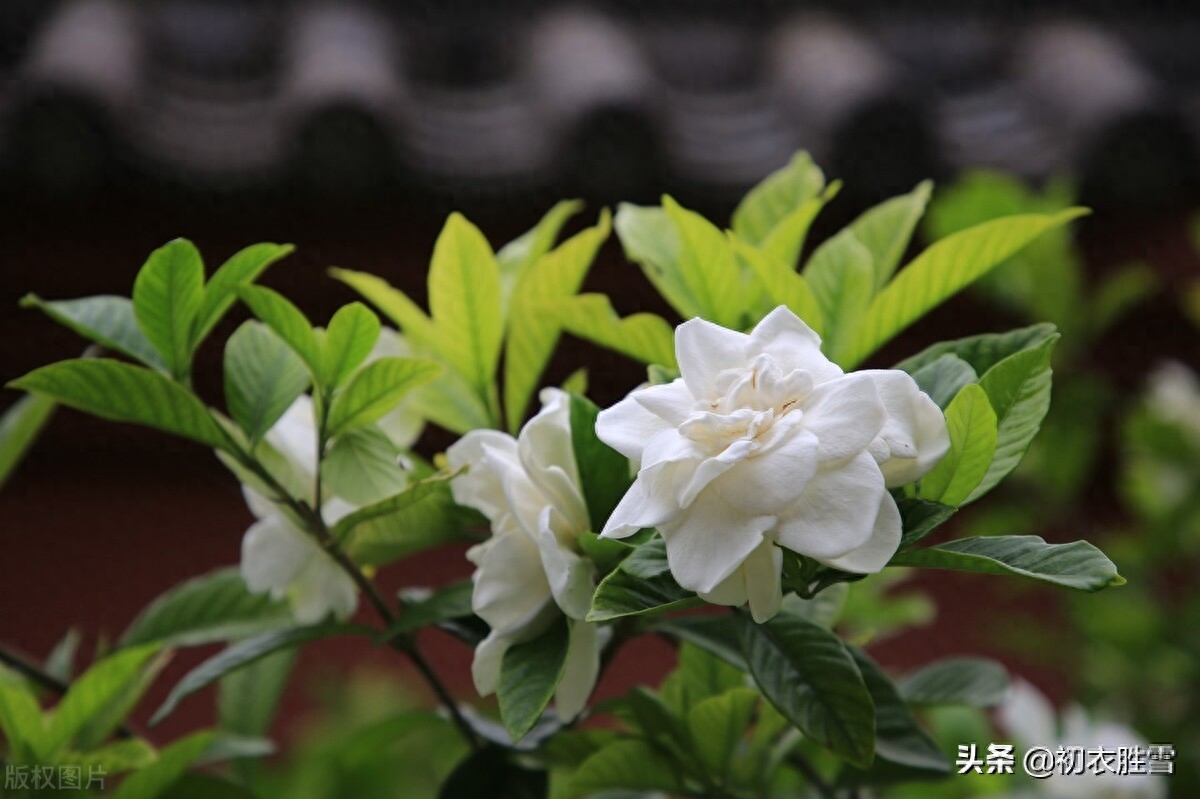 栀子花优美诗词鉴赏（盛夏栀子花美诗五首）