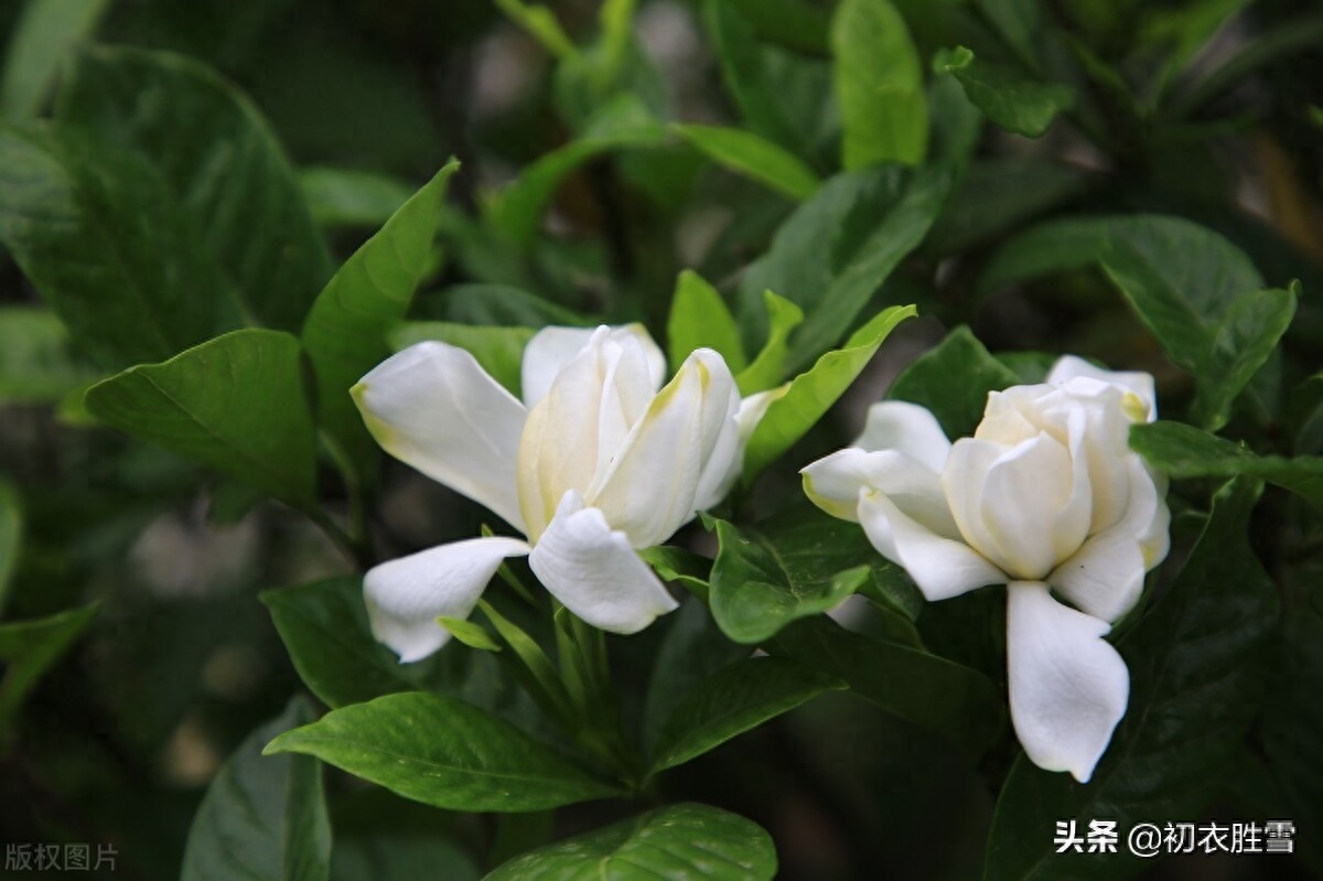 栀子花优美诗词鉴赏（盛夏栀子花美诗五首）