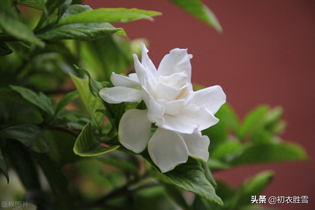 栀子花优美诗词鉴赏（盛夏栀子花美诗五首）