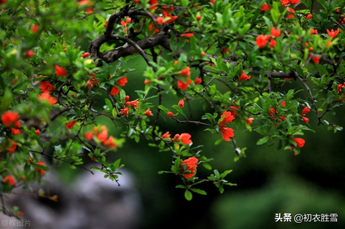 石榴唯美诗词有哪些（端午节令之花石榴诗词七首）