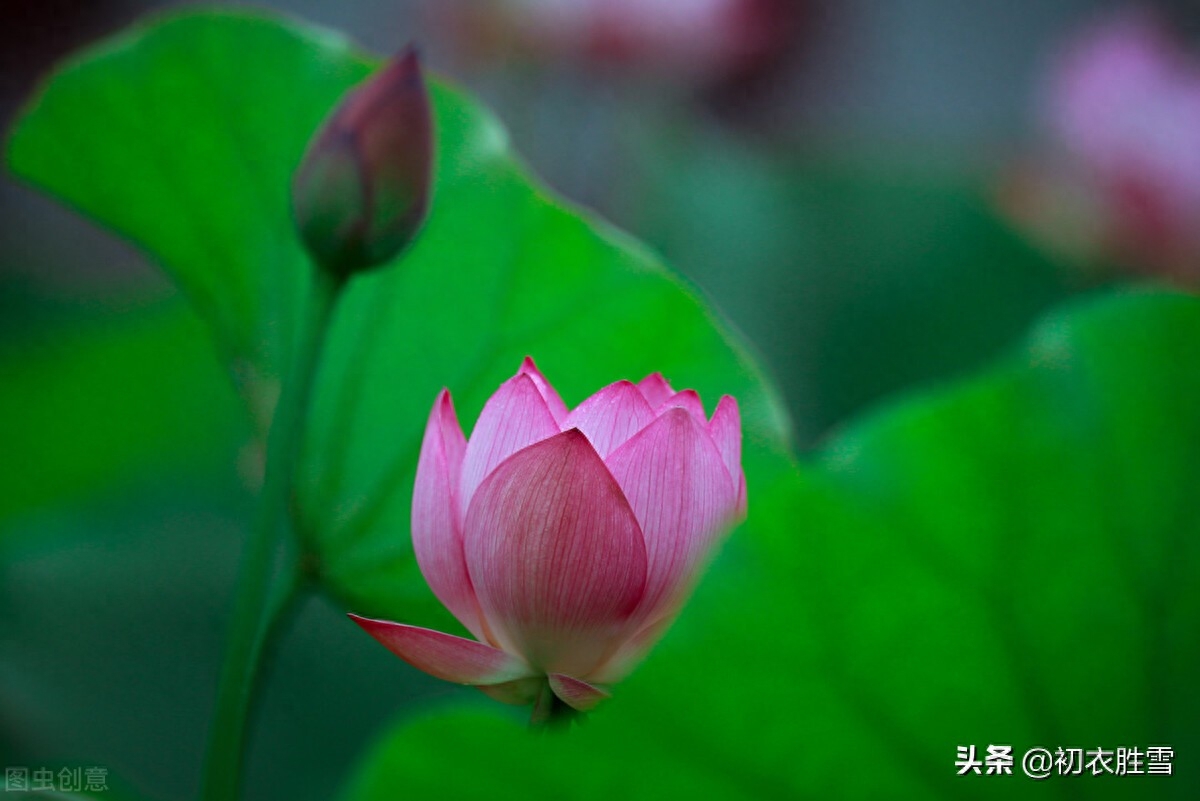 荷花唯美诗词大全（仲夏五月荷花八首）