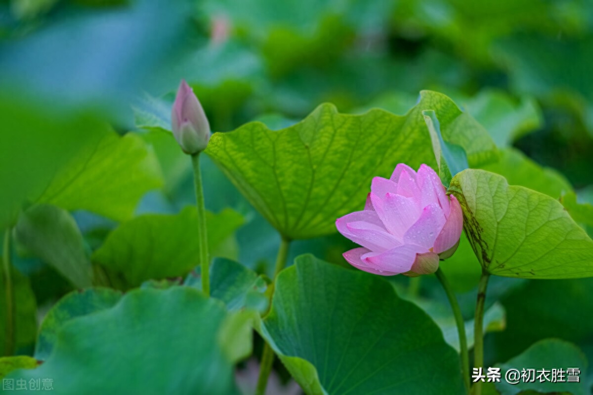 荷花唯美诗词大全（仲夏五月荷花八首）