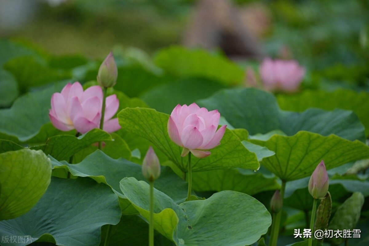 荷花唯美诗词大全（仲夏五月荷花八首）