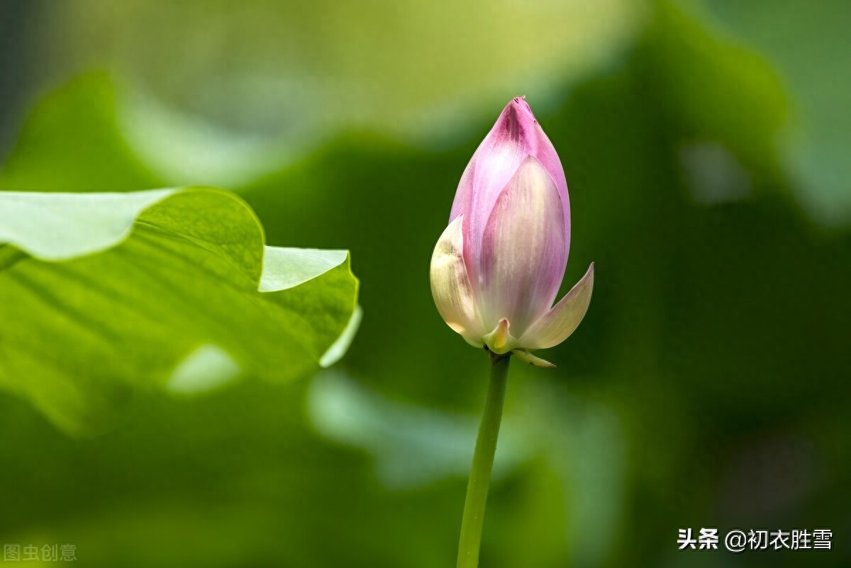 荷花唯美诗词大全（仲夏五月荷花八首）