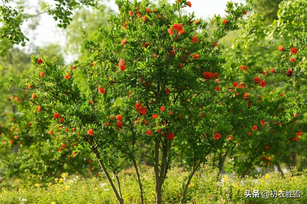 石榴花唯美诗词大全（榴花五月天，吐花红夭夭）