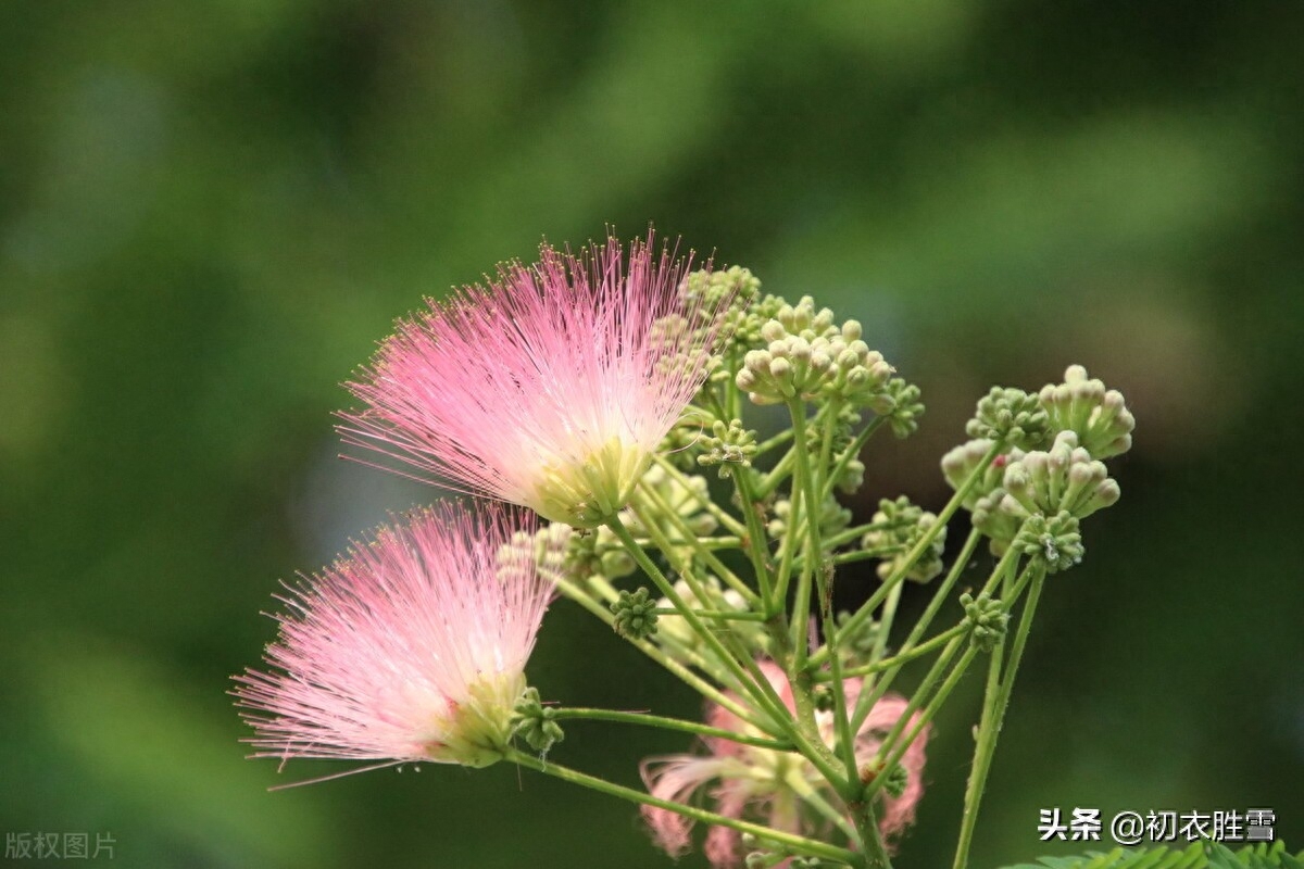 爱情思念的诗句（合欢相思诗词七首）