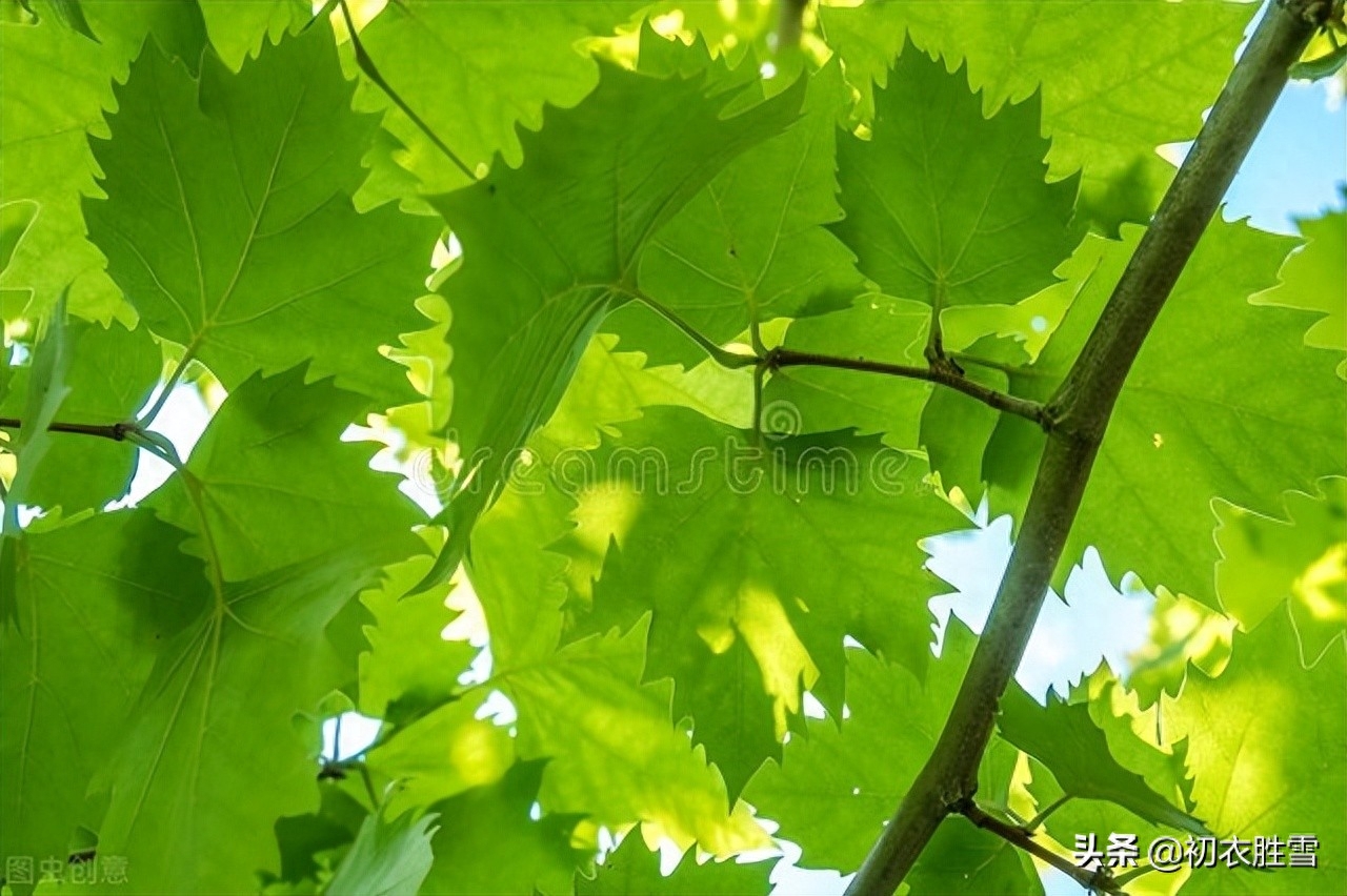 初夏唯美诗词大全（初夏清丽绝句六首）