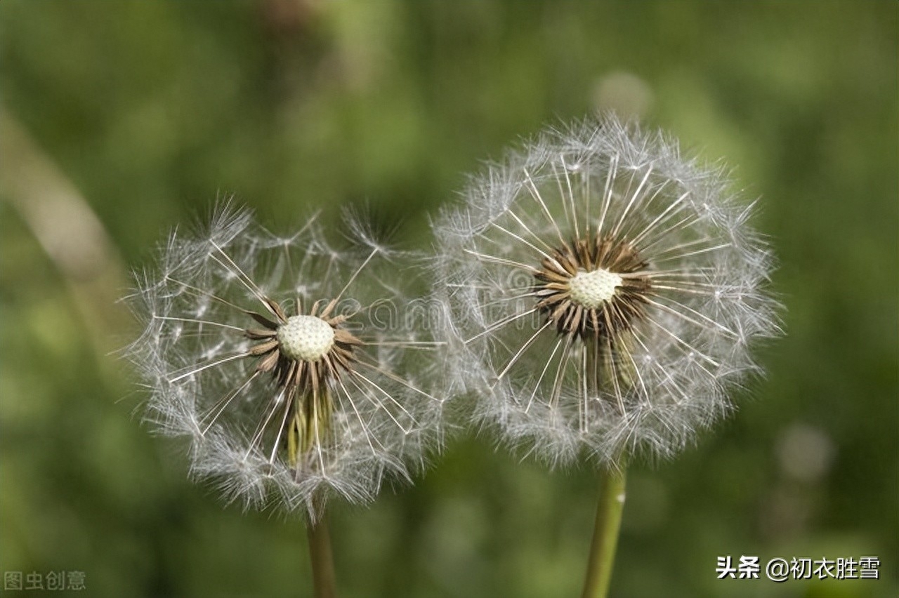 小满唯美诗词大全（小满三候之靡草古诗七首）