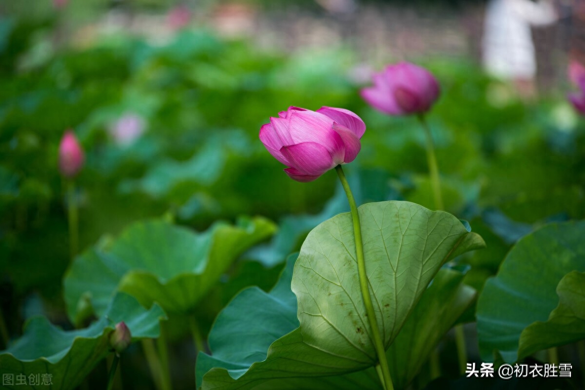 初夏唯美诗词大全（初夏薰风美诗八首赏析）