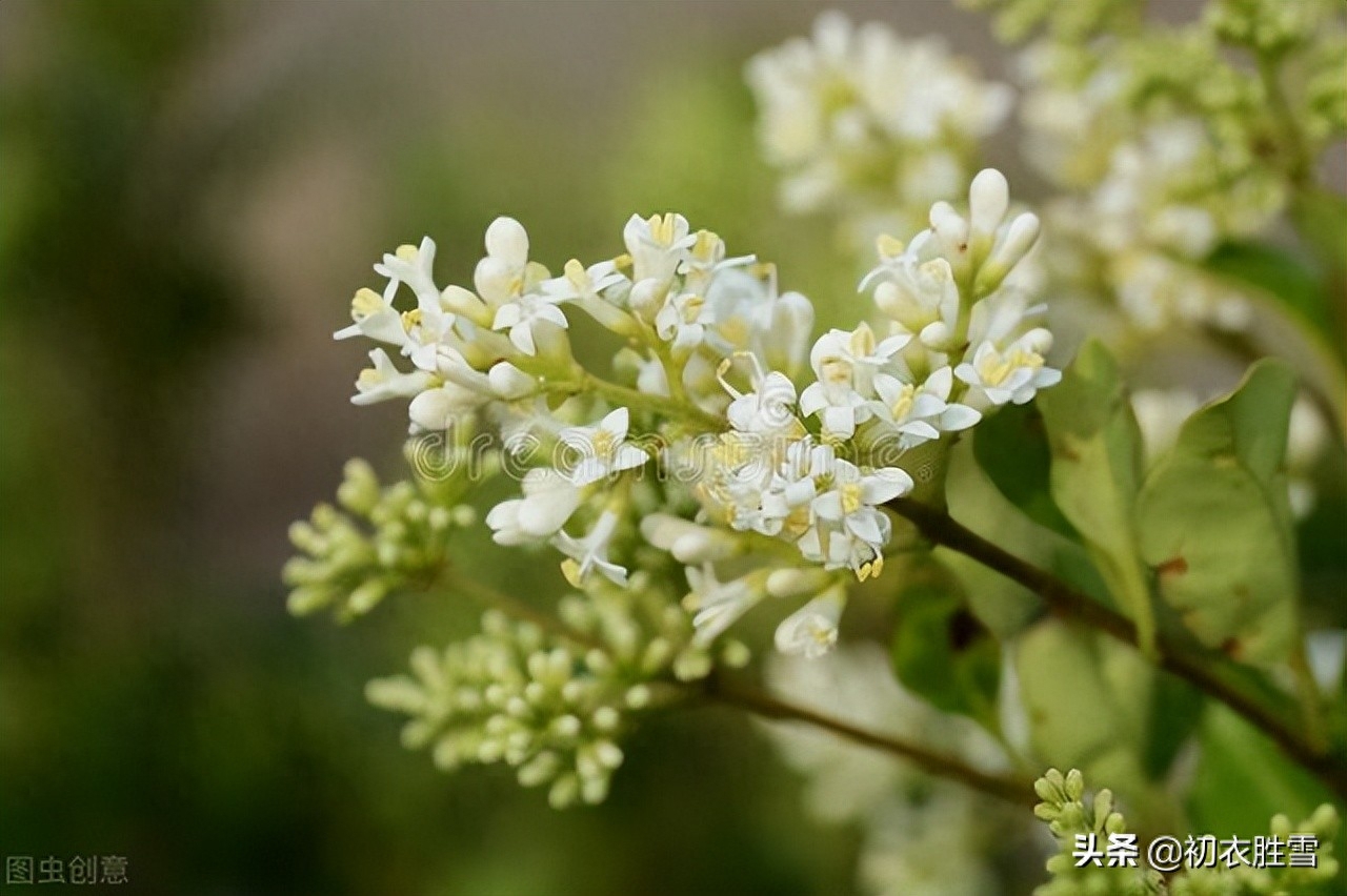 冬青花唯美诗词鉴赏（夏花冬青花古诗六首）