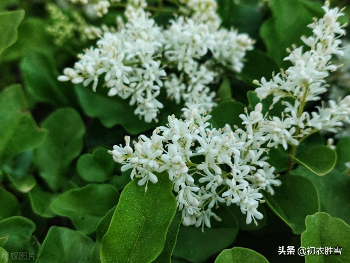 冬青花唯美诗词鉴赏（夏花冬青花古诗六首）